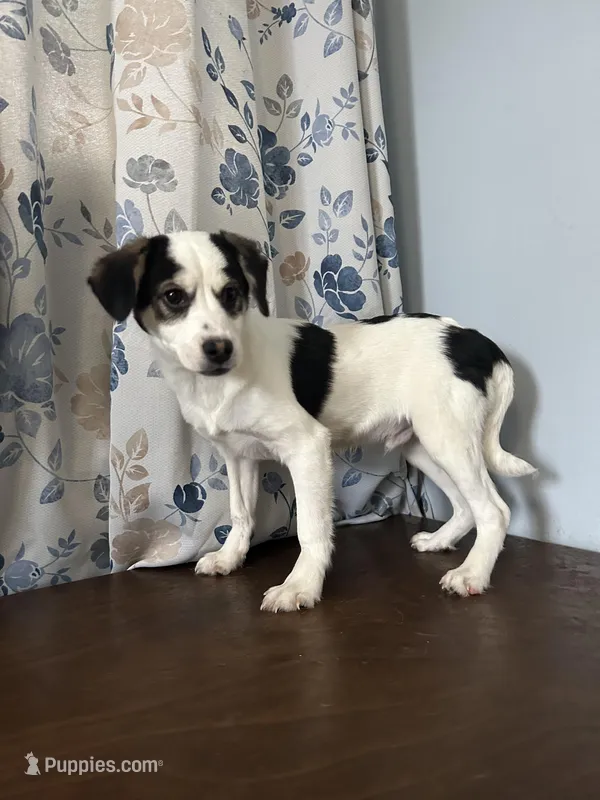 Danny – Cockapoo puppy for sale in Durham, CT