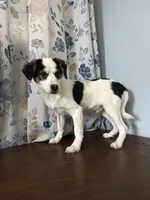 Danny, a male Cockapoo for sale in Durham, CT – Photo 1 of 10