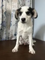 Danny, a male Cockapoo for sale in Durham, CT – Photo 4 of 10