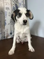 Danny, a male Cockapoo for sale in Durham, CT – Photo 6 of 10