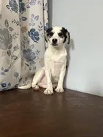 Danny, a male Cockapoo for sale in Durham, CT – Photo 10 of 10