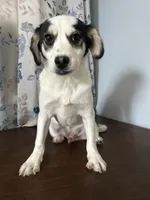 Danny, a male Cockapoo for sale in Durham, CT – Photo 8 of 10