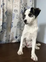 Danny, a male Cockapoo for sale in Durham, CT – Photo 5 of 10