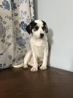 Danny, a male Cockapoo for sale in Durham, CT – Photo 2 of 10