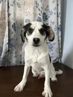 Danny, a male Cockapoo for sale in Durham, CT – Photo 9 of 10