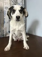 Danny, a male Cockapoo for sale in Durham, CT – Photo 7 of 10