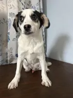 Danny, a male Cockapoo for sale in Durham, CT – Photo 3 of 10