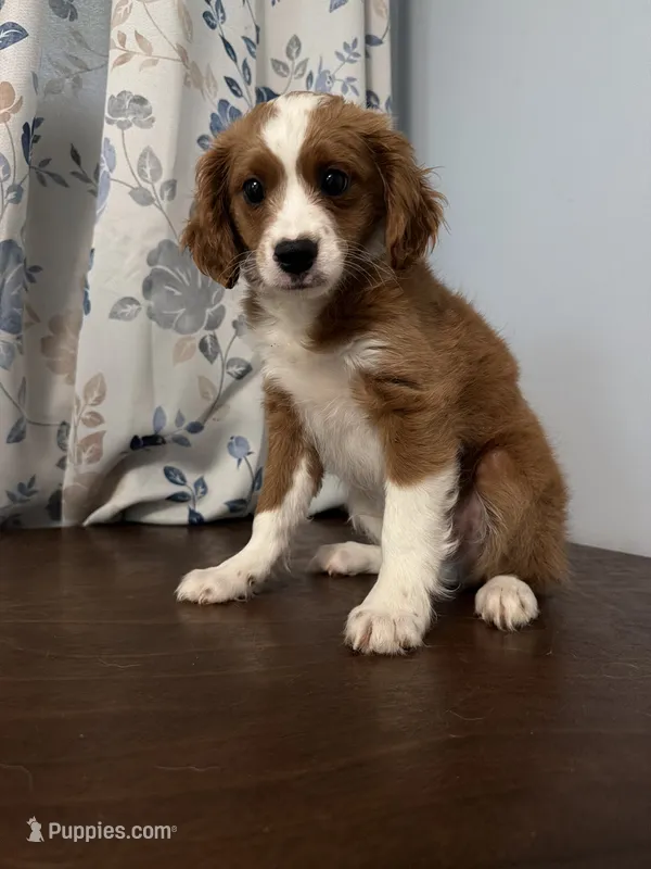 Bobby – Cavapoo puppy for sale in Durham, CT