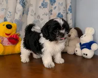 Fluffy , a male Shih Tzu for sale in Durham, CT – 8 of 10