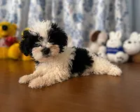 Lucy, a female Morkie for sale in Durham, CT – 5 of 10