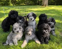 Lee, a male Cavapoo for sale in Durham, CT – 4 of 10