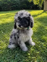 Lu, a female Cavapoo for sale in Durham, CT – 8 of 10