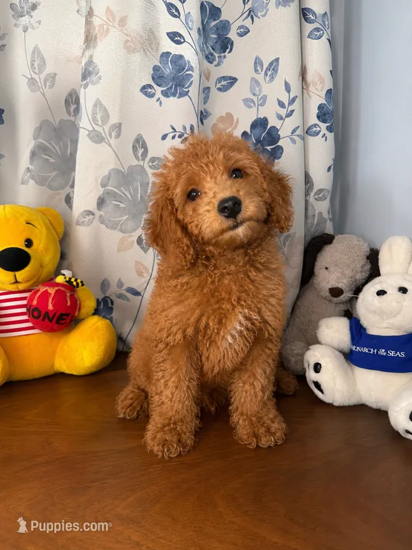 Bailey  – Miniature Goldendoodle puppy for sale in Durham, CT