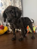 Bobby, a male Cockapoo for sale in Durham, CT – 3 of 10