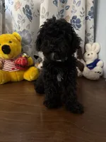 Joe , a male Bichpoo for sale in Durham, CT – 7 of 10