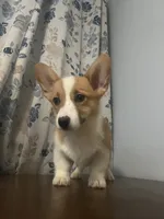 Daisy, a female Pembroke Welsh Corgi for sale in Durham, CT – Photo 3 of 10