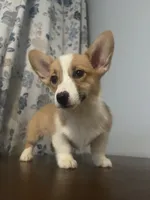 Daisy, a female Pembroke Welsh Corgi for sale in Durham, CT – Photo 1 of 10