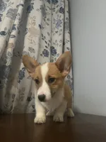 Daisy, a female Pembroke Welsh Corgi for sale in Durham, CT – Photo 5 of 10