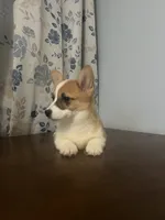 Daisy, a female Pembroke Welsh Corgi for sale in Durham, CT – Photo 10 of 10