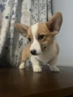 Daisy, a female Pembroke Welsh Corgi for sale in Durham, CT – Photo 4 of 10