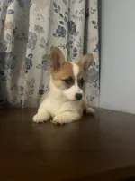 Daisy, a female Pembroke Welsh Corgi for sale in Durham, CT – Photo 9 of 10