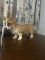 Daisy, a female Pembroke Welsh Corgi for sale in Durham, CT – Photo 6 of 10