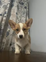 Daisy, a female Pembroke Welsh Corgi for sale in Durham, CT – Photo 8 of 10