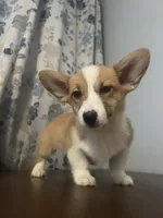 Daisy, a female Pembroke Welsh Corgi for sale in Durham, CT – Photo 2 of 10