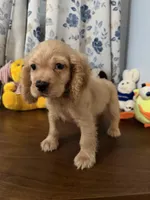 Maya, a female Cocker Spaniel for sale in Durham, CT – 10 of 10
