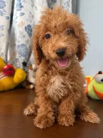 Manny, a male Havapoo for sale in Durham, CT – 8 of 10