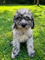 Lina, a female Cavapoo for sale in Durham, CT – 10 of 10