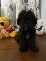 Joe , a male Bichpoo for sale in Durham, CT – 8 of 10