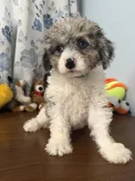 Bingo, a male Cockapoo for sale in Durham, CT – 6 of 10