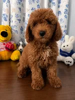 Bella, a female Miniature Goldendoodle for sale in Durham, CT – 9 of 10