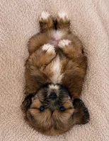 Storm , a male Lhasa Apso for sale in Durham, CT – 2 of 10