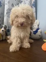Jena , a female Bichpoo for sale in Durham, CT – 9 of 10