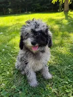 Lu, a female Cavapoo for sale in Durham, CT – 2 of 10