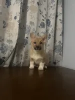 Lizzy, a female Pembroke Welsh Corgi for sale in Durham, CT – Photo 4 of 10