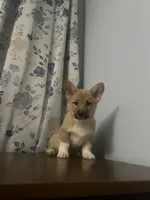 Lizzy, a female Pembroke Welsh Corgi for sale in Durham, CT – Photo 8 of 10