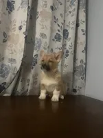 Lizzy, a female Pembroke Welsh Corgi for sale in Durham, CT – Photo 3 of 10