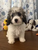 Bella , a female Cockapoo for sale in Durham, CT – 3 of 10