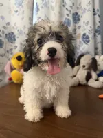 Bella , a female Cockapoo for sale in Durham, CT – 4 of 10