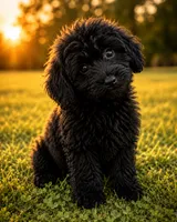 King, a male Cavapoo for sale in Durham, CT – 7 of 10