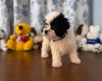 Lucy, a female Morkie for sale in Durham, CT – 7 of 10