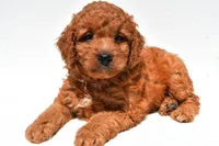 Frankie , a male Miniature Goldendoodle for sale in Durham, CT – 8 of 10