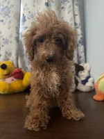 Lucy, a female Havapoo for sale in Durham, CT – 9 of 10