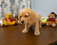 Bingo, a male Cocker Spaniel for sale in Durham, CT – 4 of 10