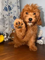 Milo, a male Miniature Goldendoodle for sale in Durham, CT – 10 of 10