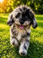 Joe , a male Cavapoo for sale in Durham, CT – 1 of 10