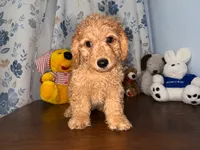 Bear, a male Miniature Goldendoodle for sale in Durham, CT – 9 of 10